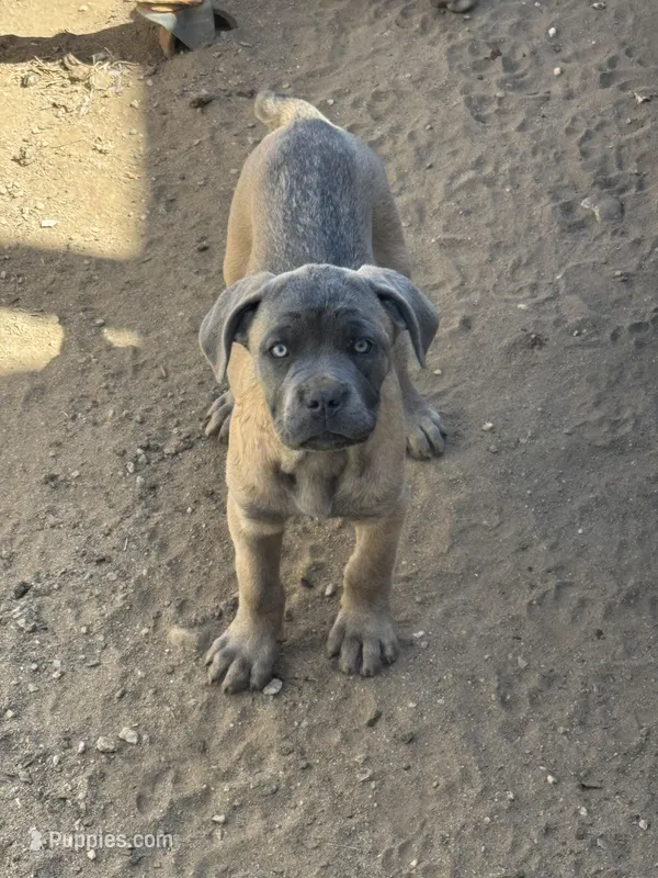 Bertha – Cane Corso puppy for sale in West Covina, CA
