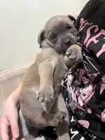 Bertha, a female Cane Corso for sale in West Covina, CA – Photo 3 of 4