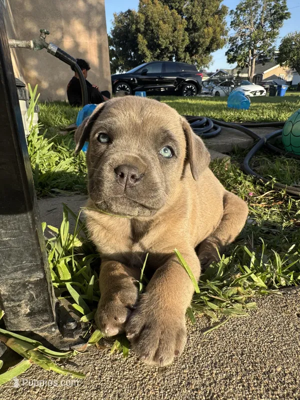 Bertha, a female Cane Corso for sale in West Covina, CA – Photo 1 of 4