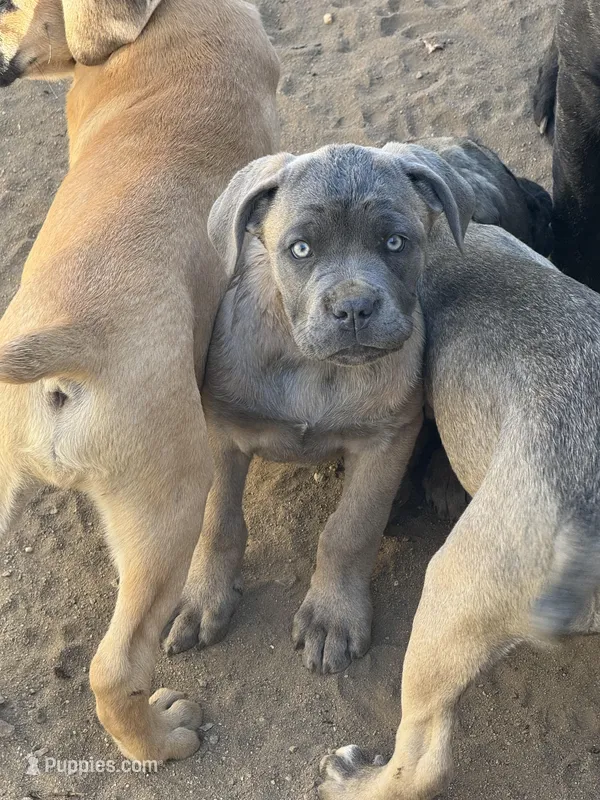 Bertha – Cane Corso puppy for sale in West Covina, CA