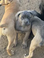 Bertha, a female Cane Corso for sale in West Covina, CA – Photo 1 of 7