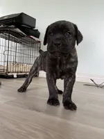 Fred, a male Cane Corso for sale in West Covina, CA – 4 of 7