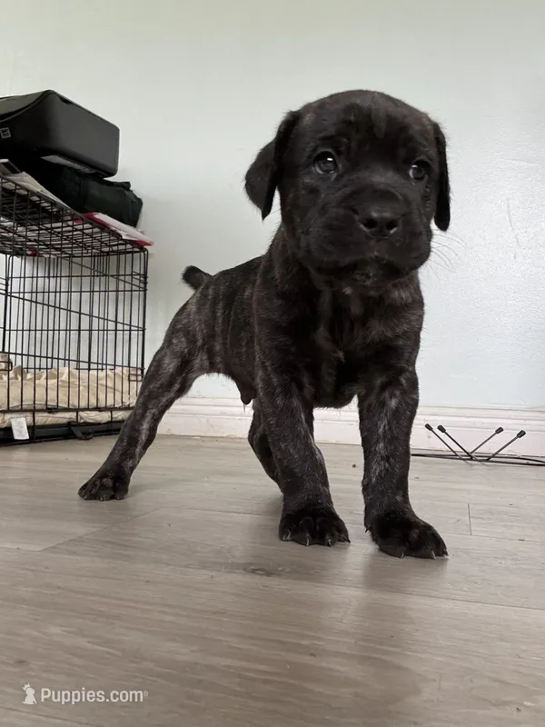 Fred – Cane Corso puppy for sale in West Covina, CA