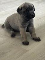 Porky, a male Cane Corso for sale in West Covina, CA – 3 of 4
