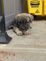Bailey , a female Cane Corso for sale in West Covina, CA – 2 of 5