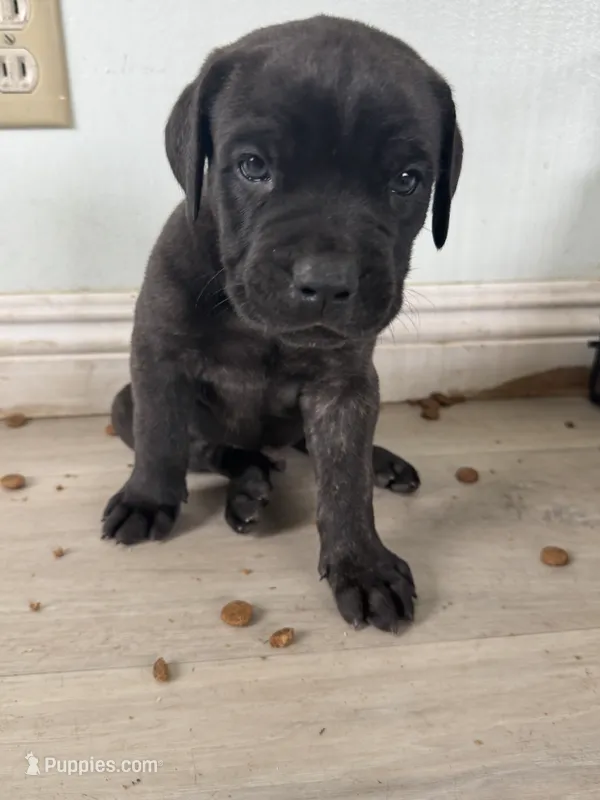 Ben – Cane Corso puppy for sale in West Covina, CA