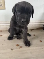 Ben, a male Cane Corso for sale in West Covina, CA – 1 of 4