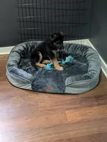 Cyrus , a male German Shepherd Dog for sale in Marietta, GA – 4 of 4