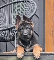 Cyrus , a male German Shepherd Dog for sale in Marietta, GA – 3 of 4