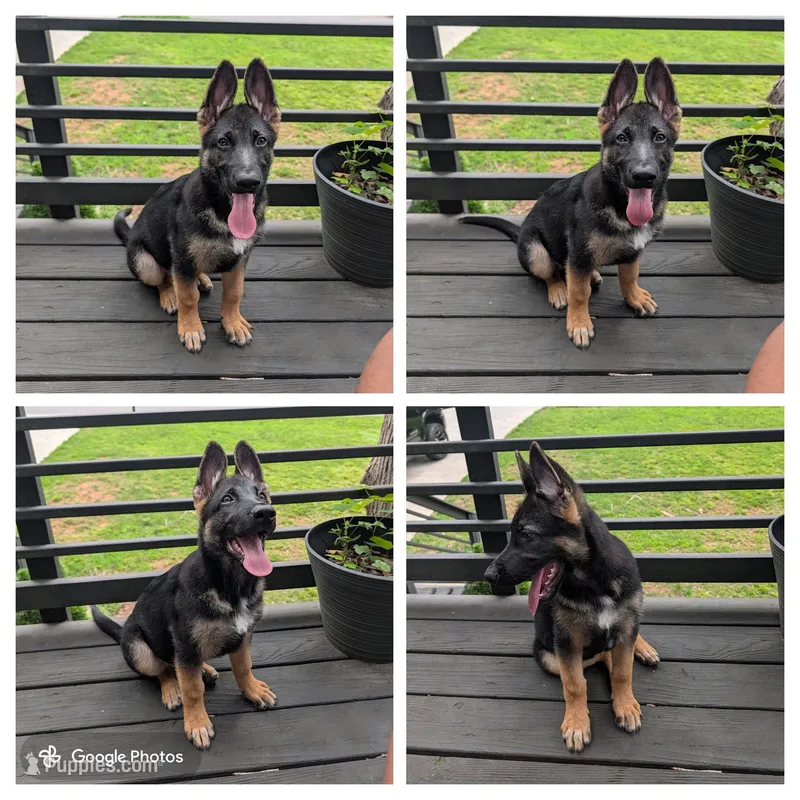 Cyrus  – German Shepherd Dog puppy for sale in Marietta, GA