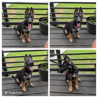 Cyrus , a male German Shepherd Dog for sale in Marietta, GA – 1 of 4
