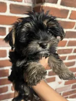 Jimmy Doo, a male Yorkshire Terrier for sale in Wausau, WI – 5 of 7