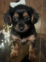 Cookie, a female Yorkshire Terrier for sale in Wausau, WI – 4 of 9