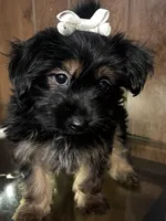 Yolanda, a female Yorkshire Terrier for sale in Wausau, WI – 8 of 8