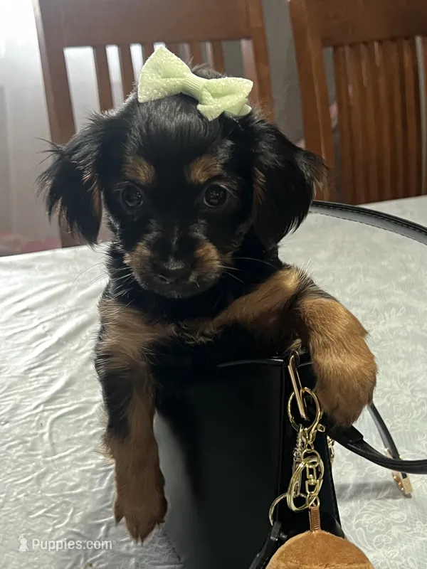 Cookie – Yorkshire Terrier puppy for sale in Wausau, WI