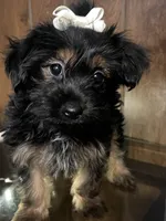 Yolanda, a female Yorkshire Terrier for sale in Wausau, WI – 1 of 8