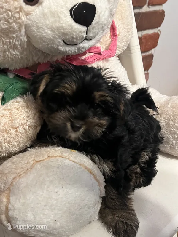 Jimmy Doo – Yorkshire Terrier puppy for sale in Wausau, WI
