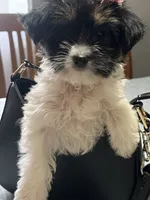 Pancha , a female Yorkshire Terrier for sale in Wausau, WI – 2 of 10