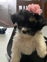 Pancha , a female Yorkshire Terrier for sale in Wausau, WI – 3 of 10
