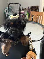 Yolanda, a female Yorkshire Terrier for sale in Wausau, WI – 2 of 8