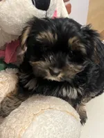 Jimmy Doo, a male Yorkshire Terrier for sale in Wausau, WI – 2 of 7