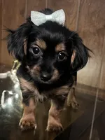 Cookie, a female Yorkshire Terrier for sale in Wausau, WI – 6 of 9