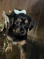 Cookie, a female Yorkshire Terrier for sale in Wausau, WI – 9 of 9