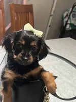 Cookie, a female Yorkshire Terrier for sale in Wausau, WI – 3 of 9