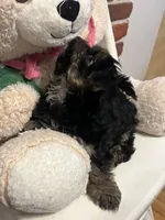 Jimmy Doo, a male Yorkshire Terrier for sale in Wausau, WI – 4 of 7