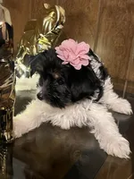 Pancha , a female Yorkshire Terrier for sale in Wausau, WI – 10 of 10