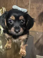Cookie, a female Yorkshire Terrier for sale in Wausau, WI – 2 of 9
