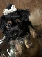 Yolanda, a female Yorkshire Terrier for sale in Wausau, WI – 6 of 8
