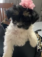Pancha , a female Yorkshire Terrier for sale in Wausau, WI – 8 of 10