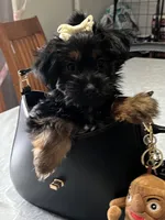Yolanda, a female Yorkshire Terrier for sale in Wausau, WI – 4 of 8