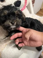 Jimmy Doo, a male Yorkshire Terrier for sale in Wausau, WI – 7 of 7