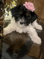 Pancha , a female Yorkshire Terrier for sale in Wausau, WI – 7 of 10