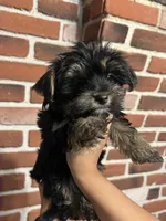 Jimmy Doo, a male Yorkshire Terrier for sale in Wausau, WI – 6 of 7