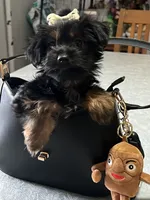 Yolanda, a female Yorkshire Terrier for sale in Wausau, WI – 7 of 8
