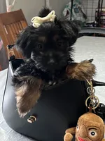 Yolanda, a female Yorkshire Terrier for sale in Wausau, WI – 3 of 8