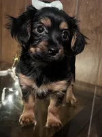 Cookie, a female Yorkshire Terrier for sale in Wausau, WI – 8 of 9