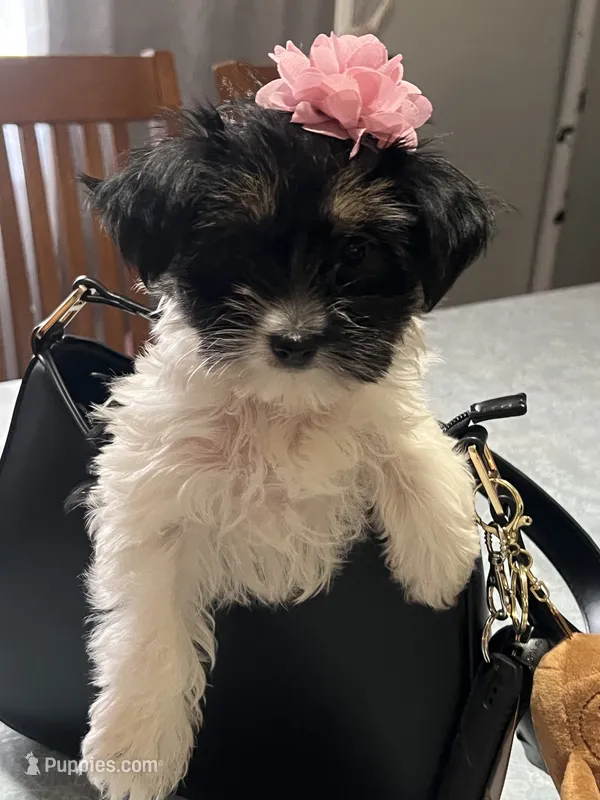 Pancha  – Yorkshire Terrier puppy for sale in Wausau, WI