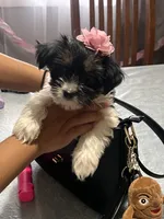 Pancha , a female Yorkshire Terrier for sale in Wausau, WI – 6 of 10
