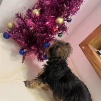 No name yet, a female Silky Terrier and Yorkshire Terrier for sale in Wausau, WI – Photo 4 of 8