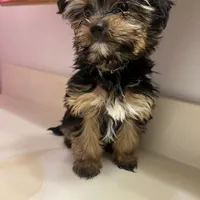 No name yet, a female Silky Terrier and Yorkshire Terrier for sale in Wausau, WI – Photo 8 of 8