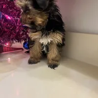 No name yet, a female Silky Terrier and Yorkshire Terrier for sale in Wausau, WI – Photo 5 of 8