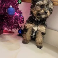 No name yet, a female Silky Terrier and Yorkshire Terrier for sale in Wausau, WI – Photo 7 of 8