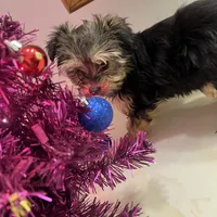 No name yet, a female Silky Terrier and Yorkshire Terrier for sale in Wausau, WI – Photo 3 of 8