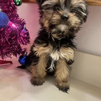 No name yet, a female Silky Terrier and Yorkshire Terrier for sale in Wausau, WI – Photo 6 of 8