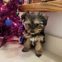 No name yet, a female Silky Terrier and Yorkshire Terrier for sale in Wausau, WI – Photo 2 of 8