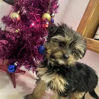 No name yet, a female Silky Terrier and Yorkshire Terrier for sale in Wausau, WI – Photo 1 of 8